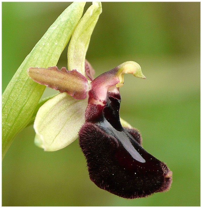 Ibrido Ophrys bertoloniiformis x O. incubacea